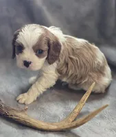 Blenheim male 2, a male Cavalier King Charles Spaniel for sale in Avon, IL – Photo 1 of 6
