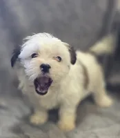 Teddy Bear F4, a female Bichon Frise and Shih Tzu for sale in Avon, IL – Photo 3 of 5