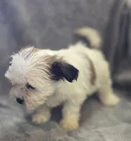 Teddy Bear F4, a female Bichon Frise and Shih Tzu for sale in Avon, IL – Photo 4 of 5