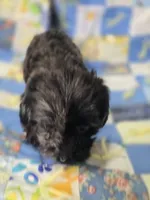 Longhaired Dapple Male , a male Miniature Dachshund for sale in Avon, IL – 3 of 5