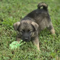 Norwegian Elkhound Male , a male Norwegian Elkhound for sale in Avon, IL – 2 of 4
