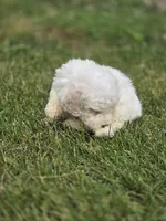 Bichon Frise Male 3, a male Bichon Frise for sale in Avon, IL – 3 of 4