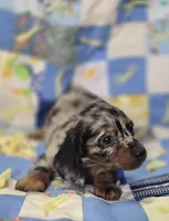 Male Dapple LH Miniature Dachshund , a male Miniature Dachshund for sale in Avon, IL – 4 of 5