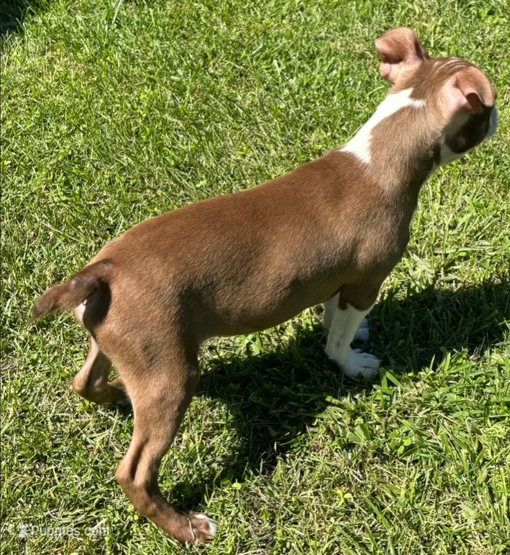 Red male Boston Terrier  – Boston Terrier puppy for sale in Avon, IL