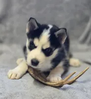 Siberian Husky Male 1, a male Siberian Husky for sale in Avon, IL – Photo 3 of 4