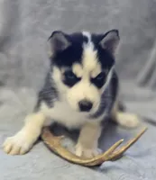 Siberian Husky Male 1, a male Siberian Husky for sale in Avon, IL – Photo 2 of 4