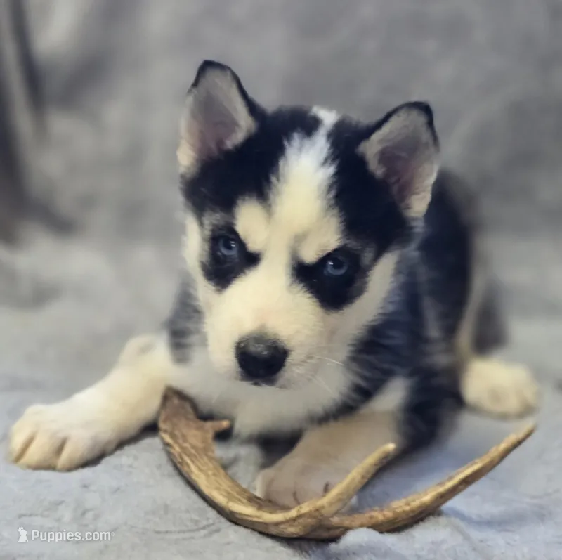 Siberian Husky Male 1 – Siberian Husky puppy for sale in Avon, IL