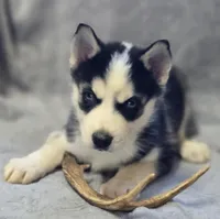 Siberian Husky Male 1, a male Siberian Husky for sale in Avon, IL – Photo 1 of 4