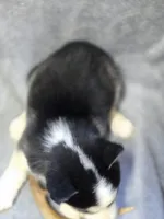 Siberian Husky Male 1, a male Siberian Husky for sale in Avon, IL – Photo 4 of 4