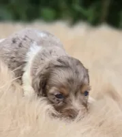 Chocolate Longhaired Dapple Female , a female Miniature Dachshund for sale in Avon, IL – 2 of 4