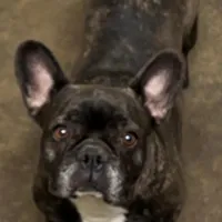 Kimberly , a female French Bulldog for sale in Avon, IL – Photo 1 of 2