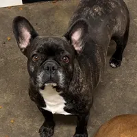 Kimberly , a female French Bulldog for sale in Avon, IL – Photo 2 of 2