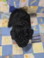 Black Female Toy Poodle , a female Poodle - Toy  for sale in Avon, IL – 5 of 5