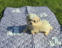 White Female Teddy Bear , a female Bichon Frise and Shih Tzu for sale in Avon, IL – 3 of 3