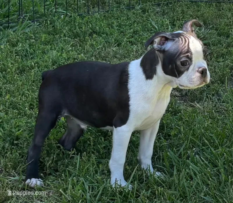 Black male Boston Terrier  – Boston Terrier puppy for sale in Avon, IL