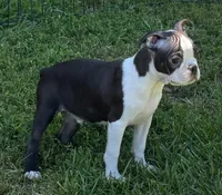 Black male Boston Terrier , a male Boston Terrier for sale in Avon, IL – 1 of 6