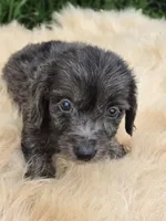 Longhaired Dapple Male , a male Miniature Dachshund for sale in Avon, IL – 2 of 4