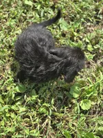 Longhaired Black Male, a male Miniature Dachshund for sale in Avon, IL – 4 of 5