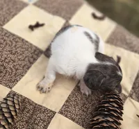 Female Dapple Piebald Miniature dachshund , a female Miniature Dachshund for sale in Avon, IL – 3 of 3