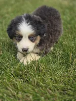 Mini Aussie  Female 4, a female Miniature Australian Shepherd for sale in Avon, IL – 2 of 5