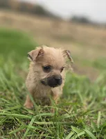 Male Cairn Terrier 3, a male Cairn Terrier for sale in Avon, IL – 1 of 5