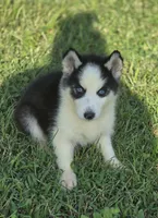 Male Siberian Husky 1, a male Siberian Husky for sale in Avon, IL – 3 of 4