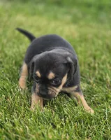 Puggle Female , a female Puggle for sale in Avon, IL – 4 of 6