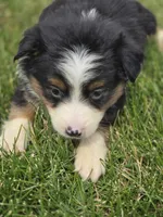 Mini Aussie  Female 3, a female Miniature Australian Shepherd for sale in Avon, IL – 3 of 5