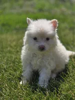 Cream Pomeranian Male , a male Pomeranian for sale in Avon, IL – 3 of 4