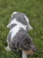 Dapple Piebald Male, a male Miniature Dachshund for sale in Avon, IL – 2 of 5