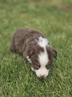 Mini Aussie  Male 4, a male Miniature Australian Shepherd for sale in Avon, IL – 4 of 4