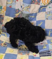 Black Female Toy Poodle , a female Poodle - Toy  for sale in Avon, IL – 4 of 5