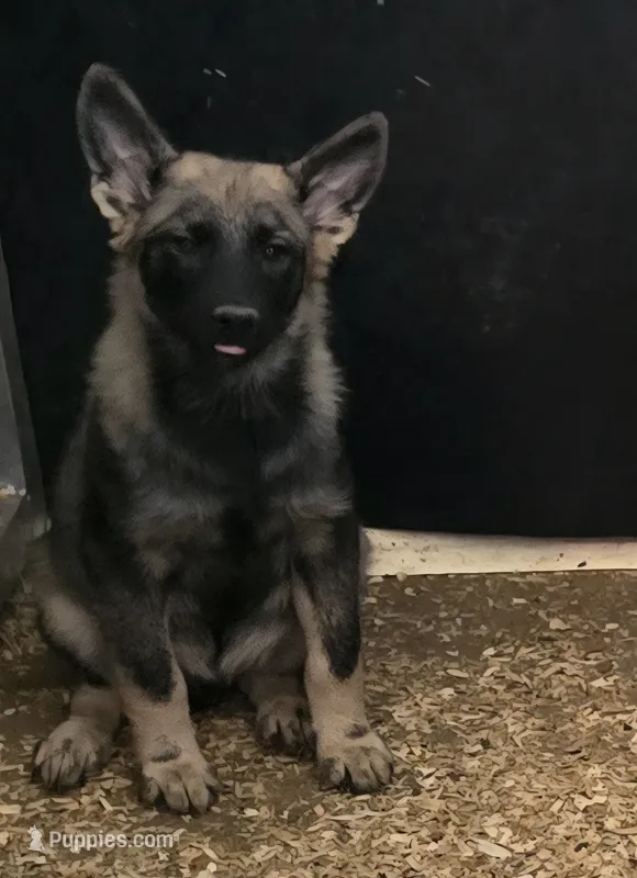 Norwegian Elkhound Male  – Norwegian Elkhound puppy for sale in Avon, IL