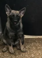 Norwegian Elkhound Male , a male Norwegian Elkhound for sale in Avon, IL – 1 of 6