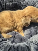 Chocolate Dapple Male with Blue Eyes , a male Miniature Dachshund for sale in Avon, IL – 5 of 8