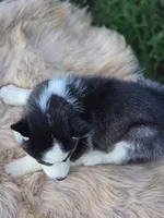 Siberian Husky Female 2, a female Siberian Husky for sale in Avon, IL – 3 of 4