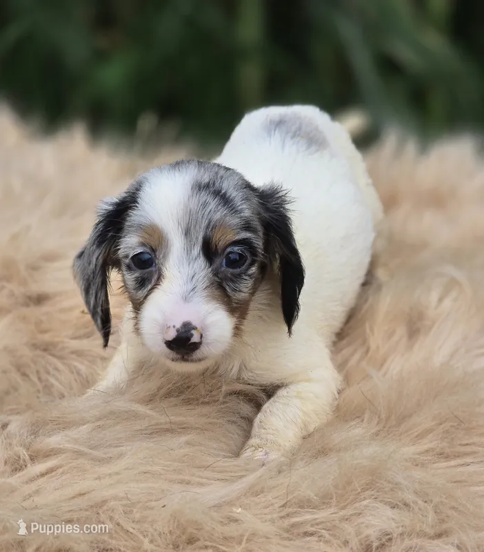 Longhaired Dapple Piebald Female  – Miniature Dachshund puppy for sale in Avon, IL