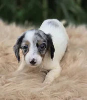 Longhaired Dapple Piebald Female , a female Miniature Dachshund for sale in Avon, IL – 1 of 5