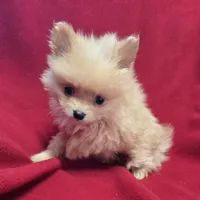 Patrick, a male Pomeranian for sale in Avon, IL – Photo 3 of 4