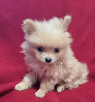 Patrick, a male Pomeranian for sale in Avon, IL – Photo 1 of 4