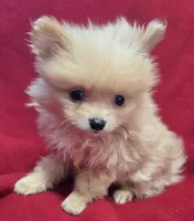 Patrick, a male Pomeranian for sale in Avon, IL – Photo 2 of 4