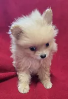 Patrick, a male Pomeranian for sale in Avon, IL – Photo 4 of 4