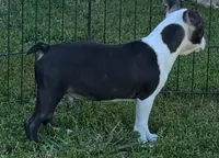 Black male Boston Terrier , a male Boston Terrier for sale in Avon, IL – 3 of 6