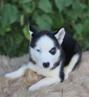 Siberian Husky Male 2, a male Siberian Husky for sale in Avon, IL – 3 of 5