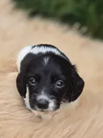 Longhaired Black and White Piebald Male , a male Miniature Dachshund for sale in Avon, IL – 4 of 5