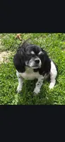 Shih Tzu Male 1, a male Shih Tzu for sale in Avon, IL – 2 of 2
