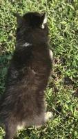 Male Siberian Husky 2, a male Siberian Husky for sale in Avon, IL – 2 of 4