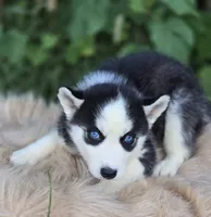 Siberian Husky Female 2, a female Siberian Husky for sale in Avon, IL – 4 of 4