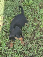 Black and Tan Male , a male Miniature Dachshund for sale in Avon, IL – 5 of 5
