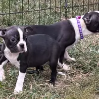 Blair, a female Boston Terrier for sale in Avon, IL – Photo 2 of 3